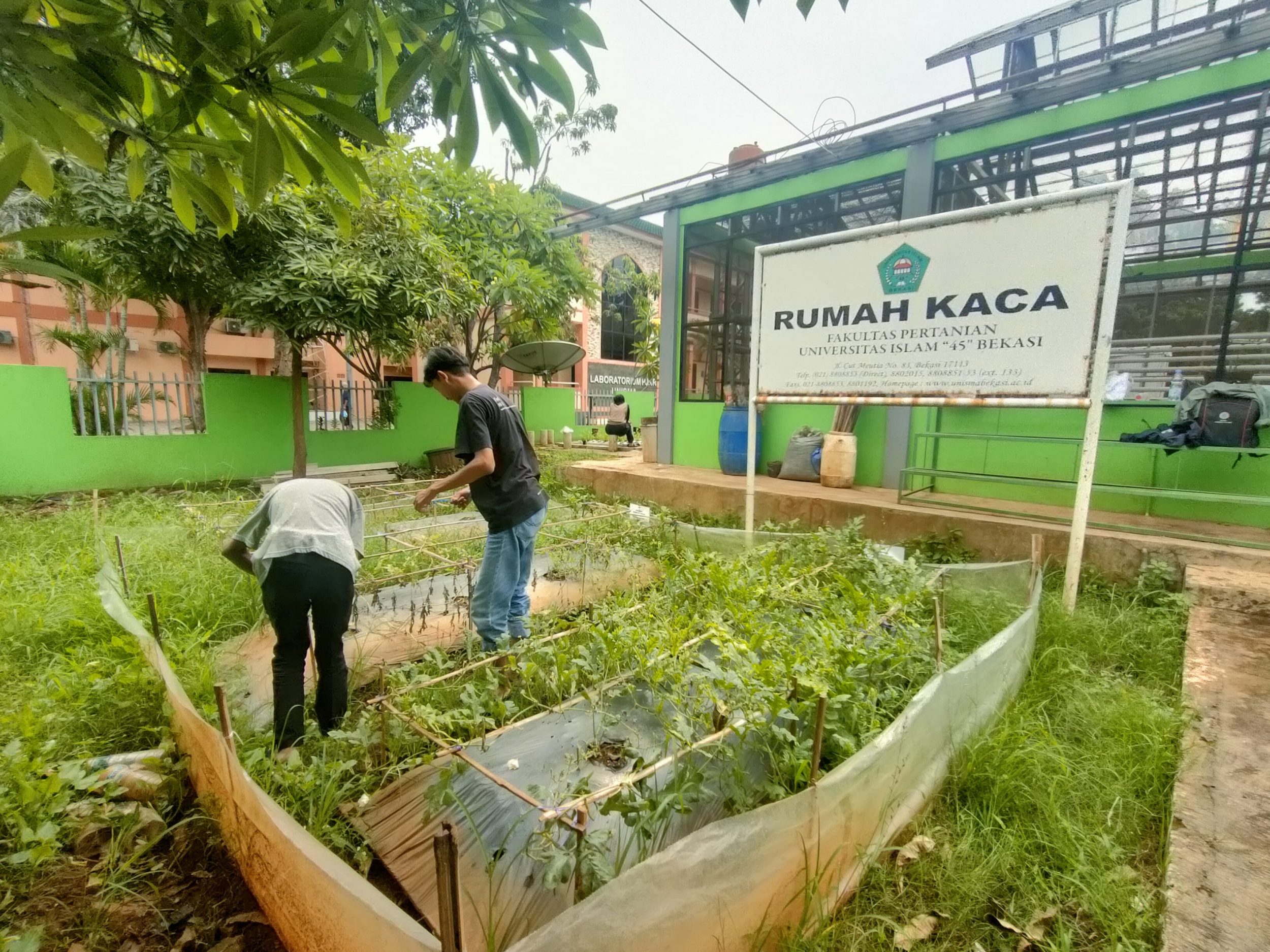 FRIDAY FARMING : KEGIATAN RUTIN FAKULTAS PERTANIAN UNISMA BEKASI YANG MERANGSANG IDE, GAGASAN, DAN PRAKTEK BERBAGAI METODE PERTANIAN.
